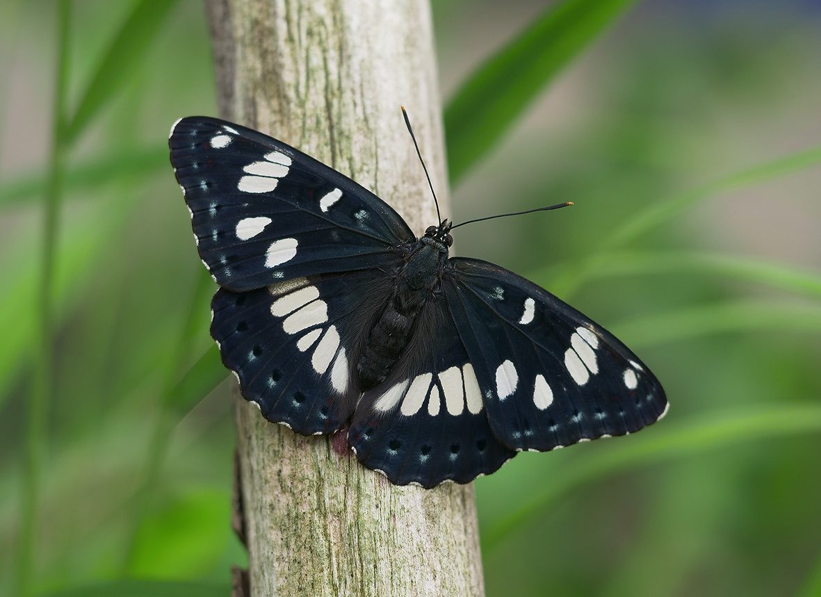 limenitis-reducta