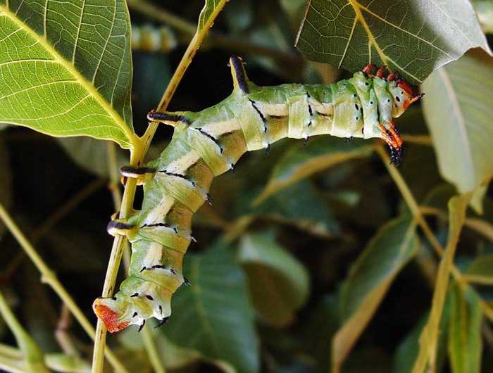 citheronia-regalis