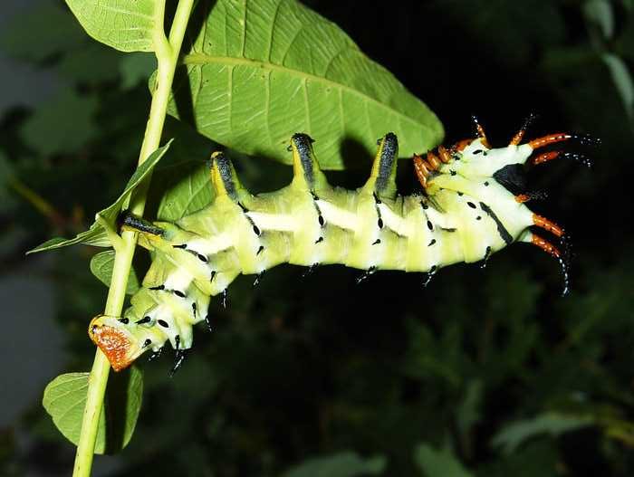 citheronia-regalis