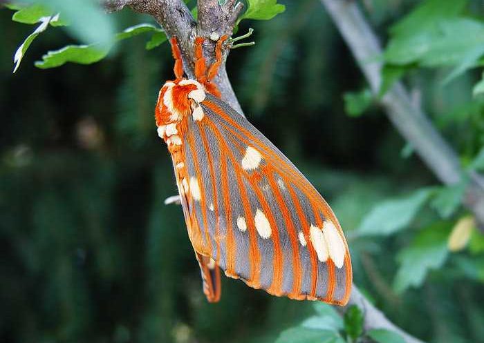 citheronia-regalis