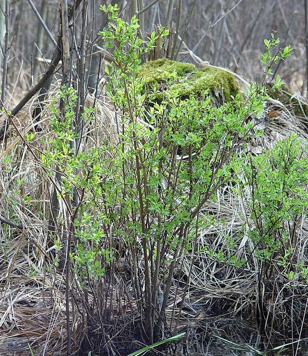 spiraea-salicifolia