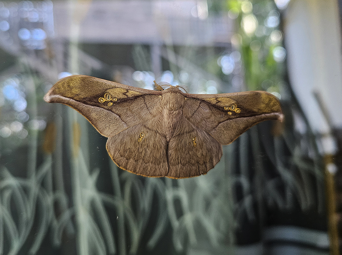 antheraea-rosieri