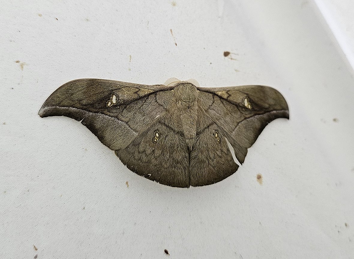 antheraea-rosieri