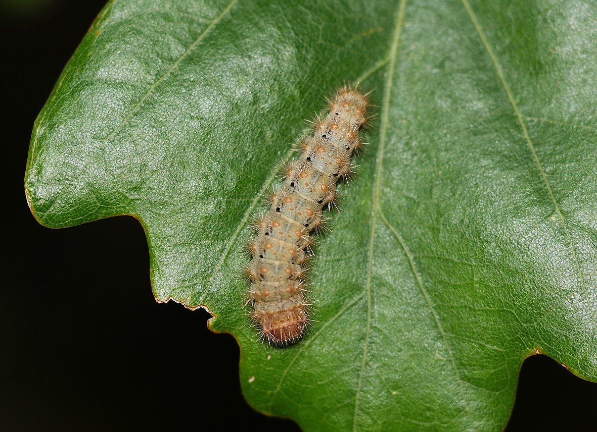 ocneria-rubea