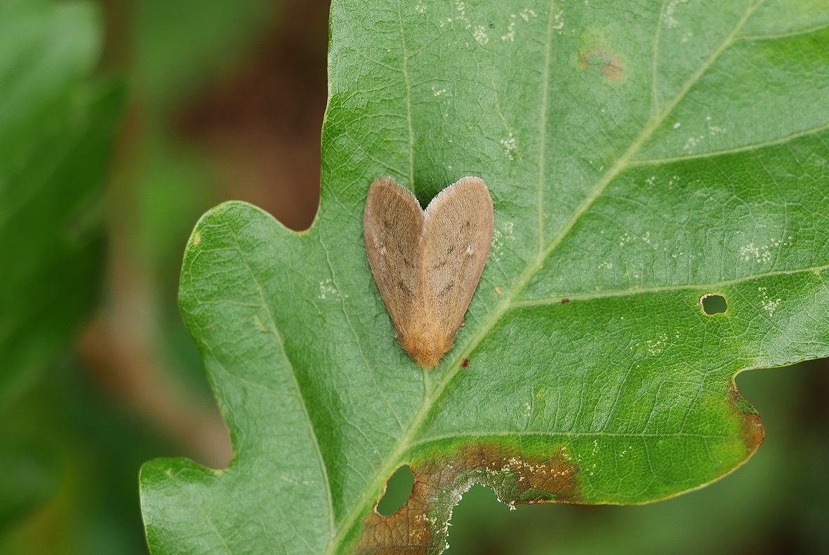 ocneria-rubea