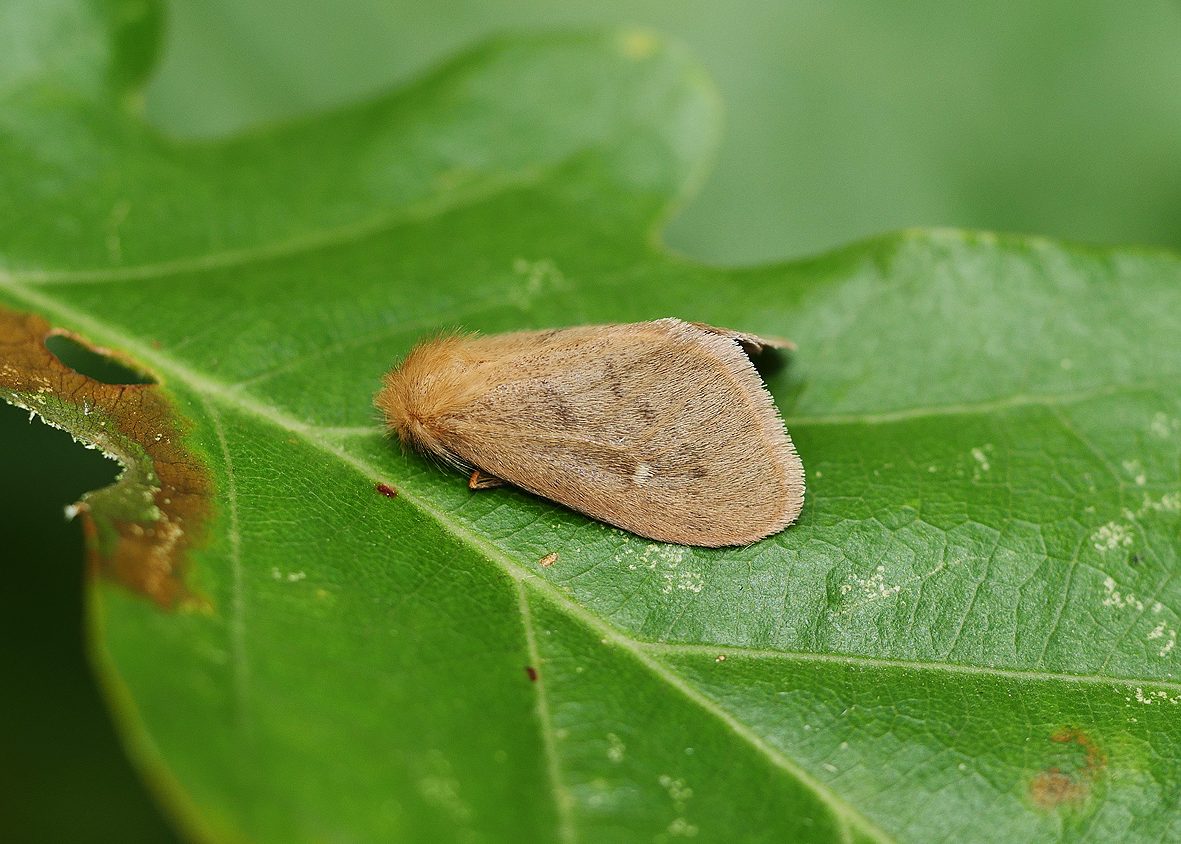 ocneria-rubea