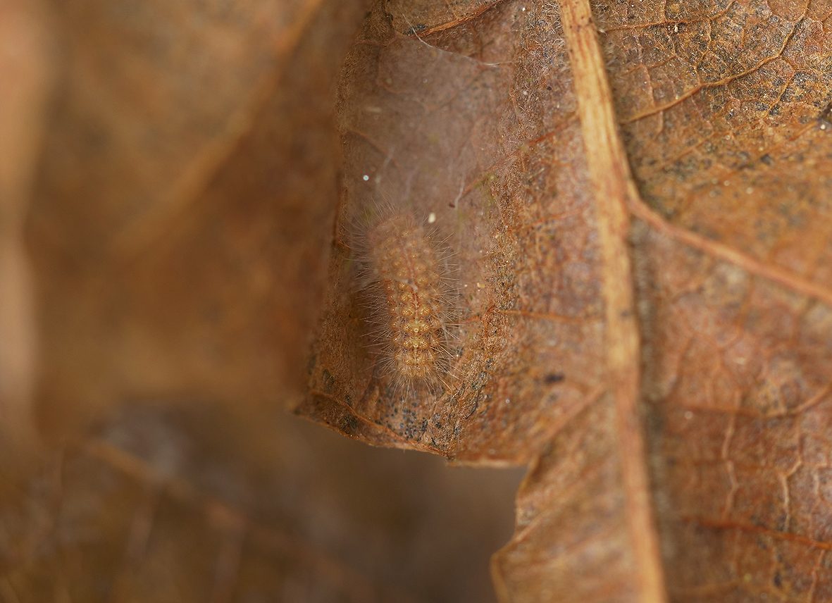 ocneria-rubea