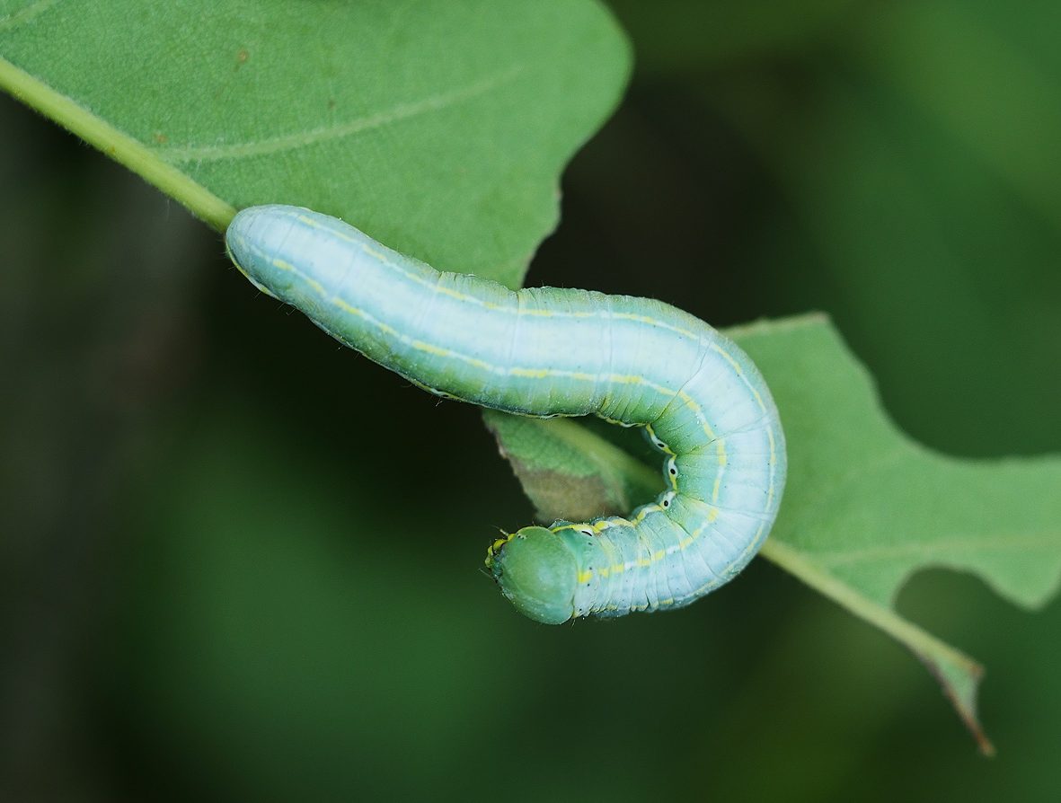 drymonia-ruficornis