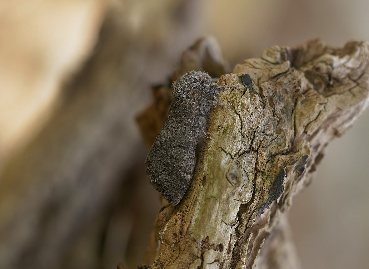 drymonia-ruficornis