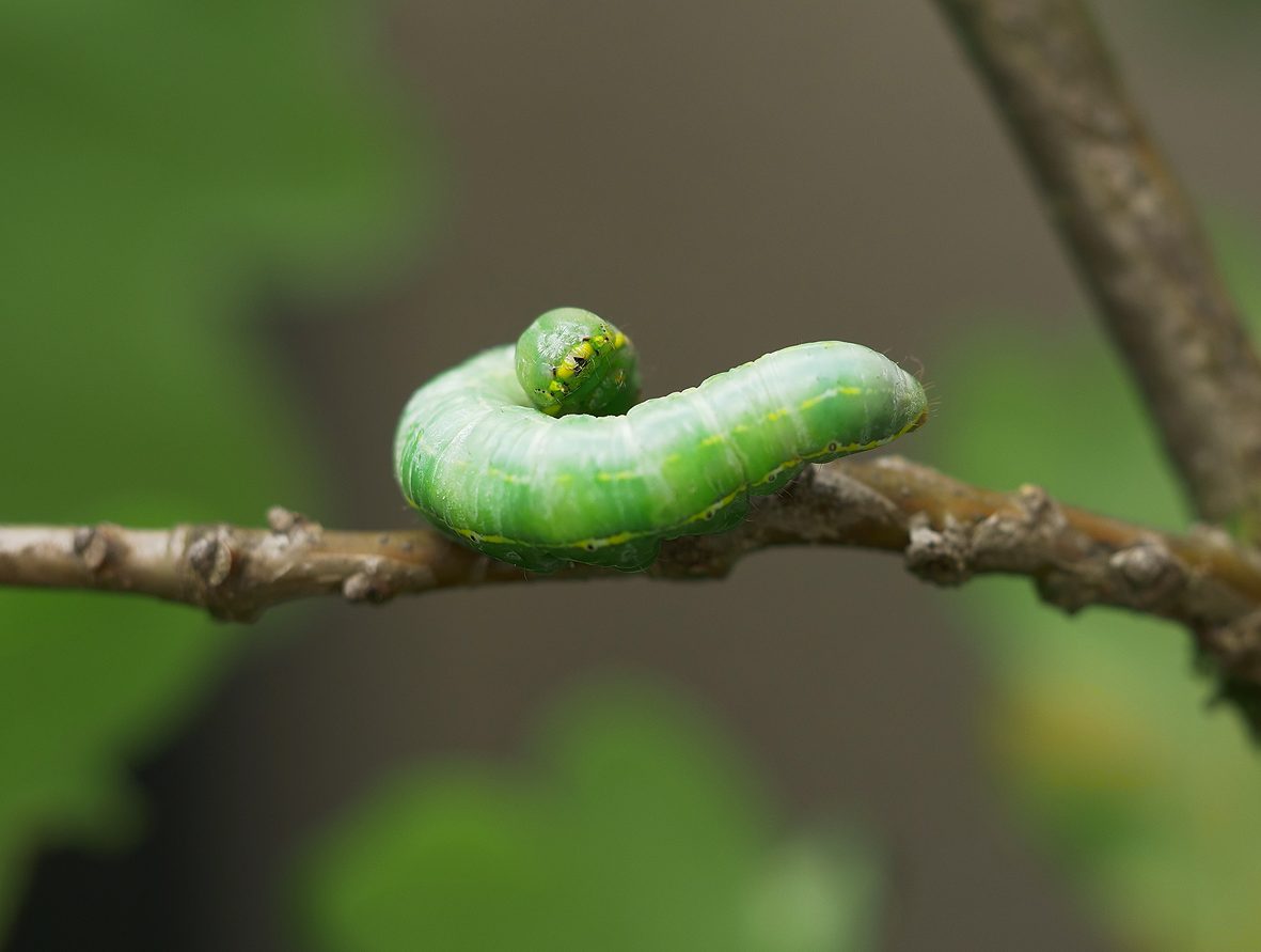 drymonia-ruficornis