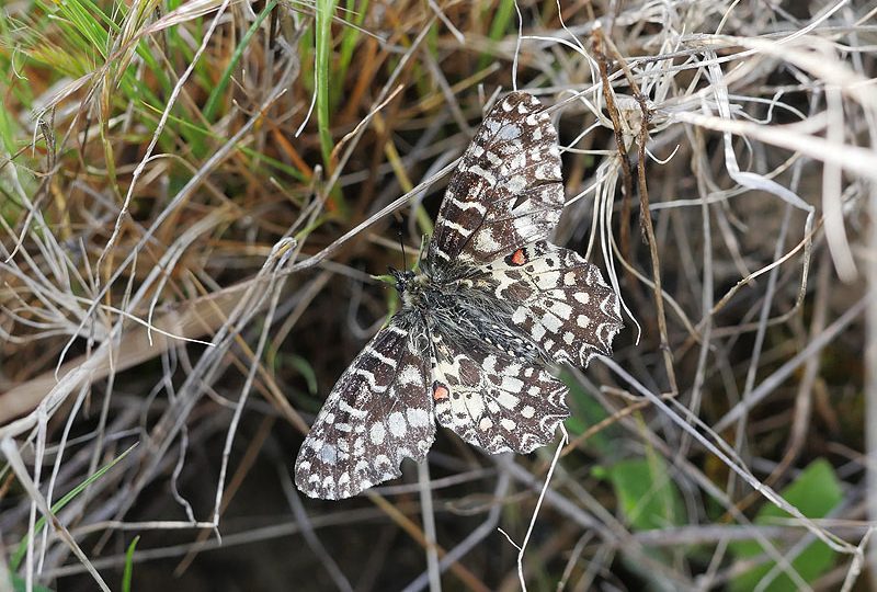 zerynthia-rumina