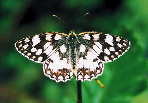 melanargia-russiae