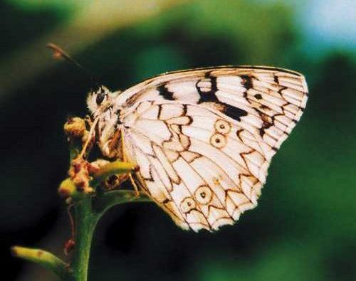 melanargia-russiae