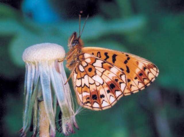 boloria-selene