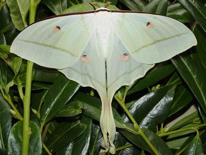 actias-selene