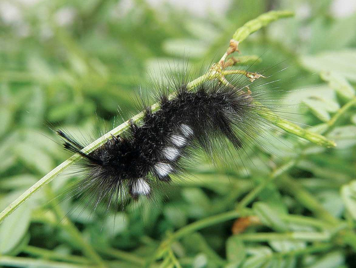 gynaephora-selenitica