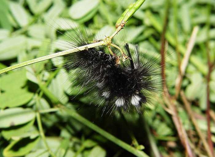 gynaephora-selenitica