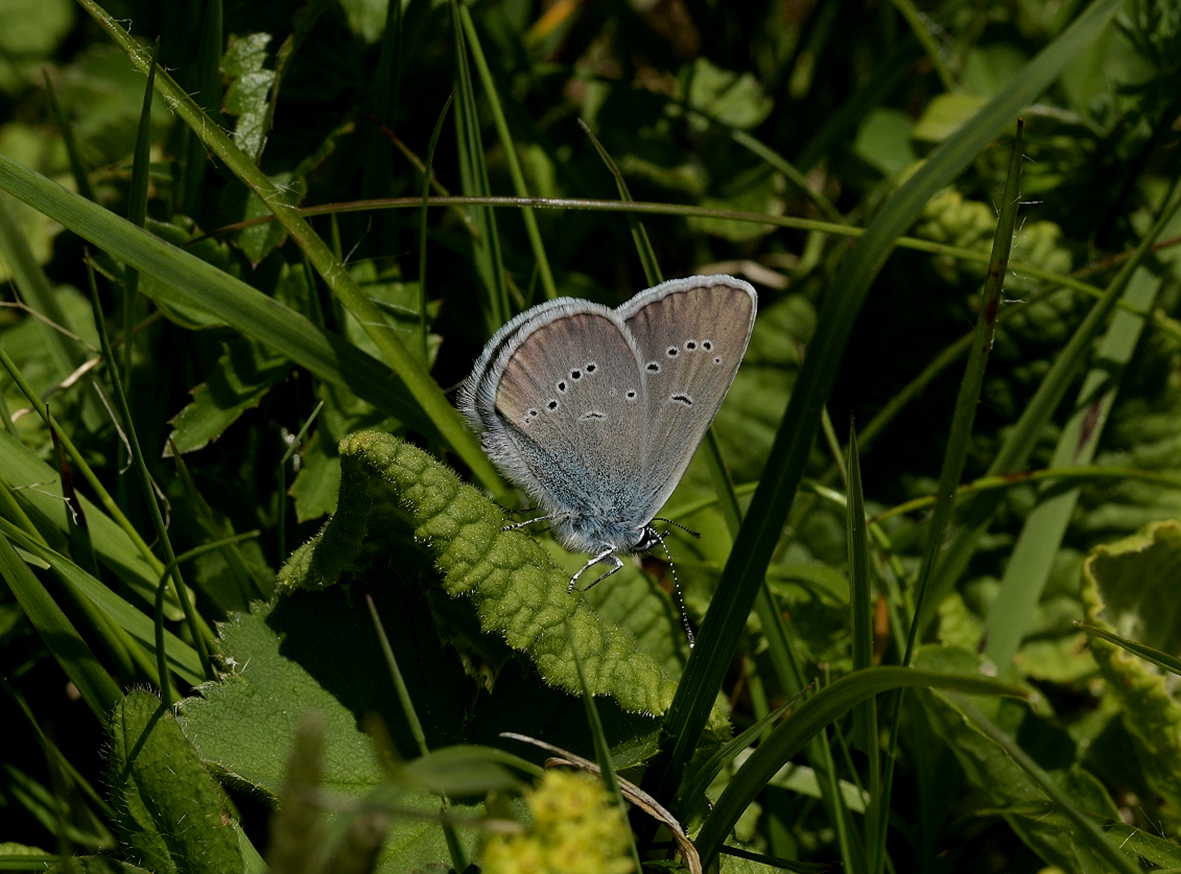 cyaniris-semiargus