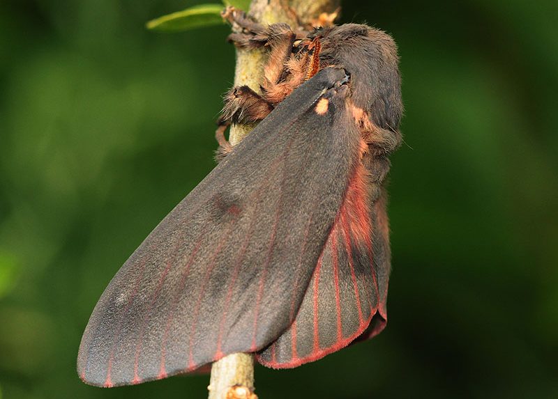 citheronia-sepulcralis