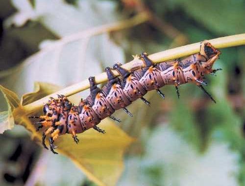 citheronia-splendens