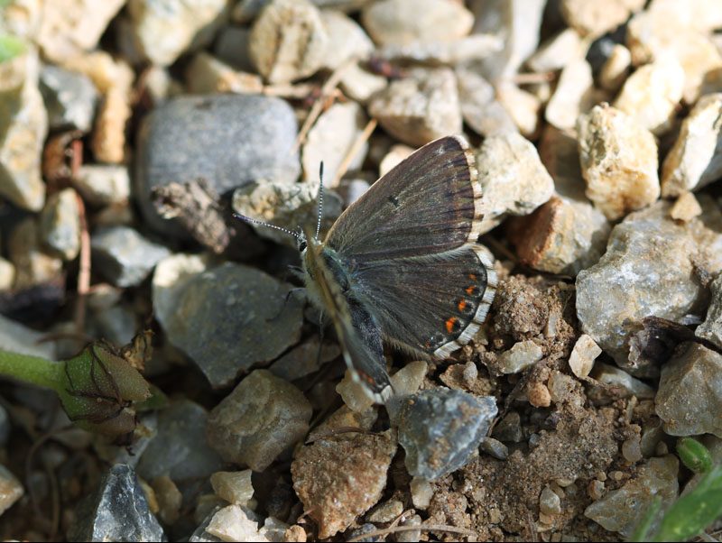 polyommatus-slovacus