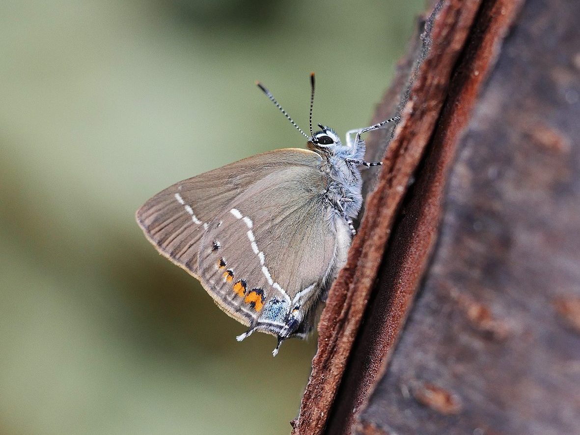 satyrium-spini