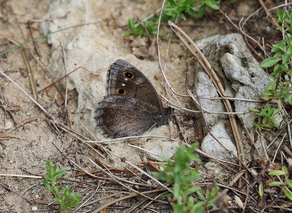 hipparchia-statilinus