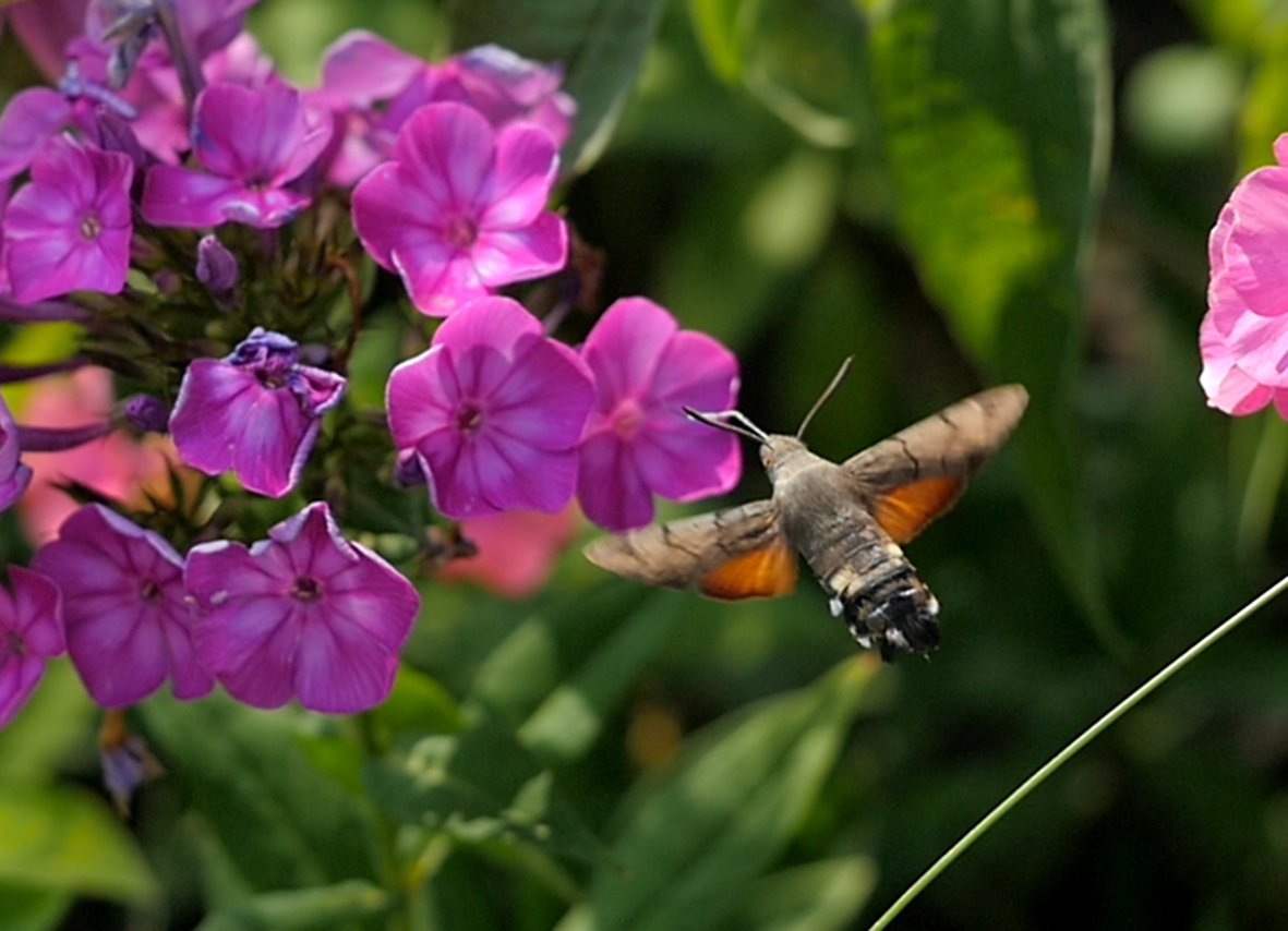 macroglossum-stellatarum