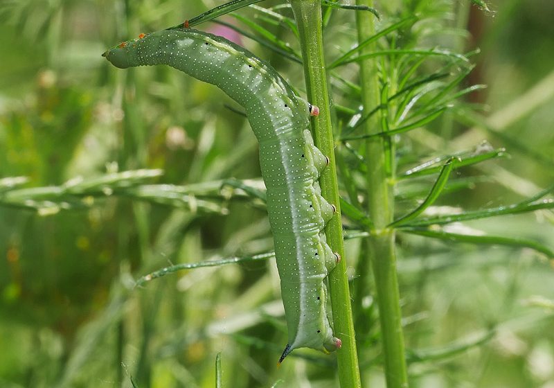 macroglossum-stellatarum