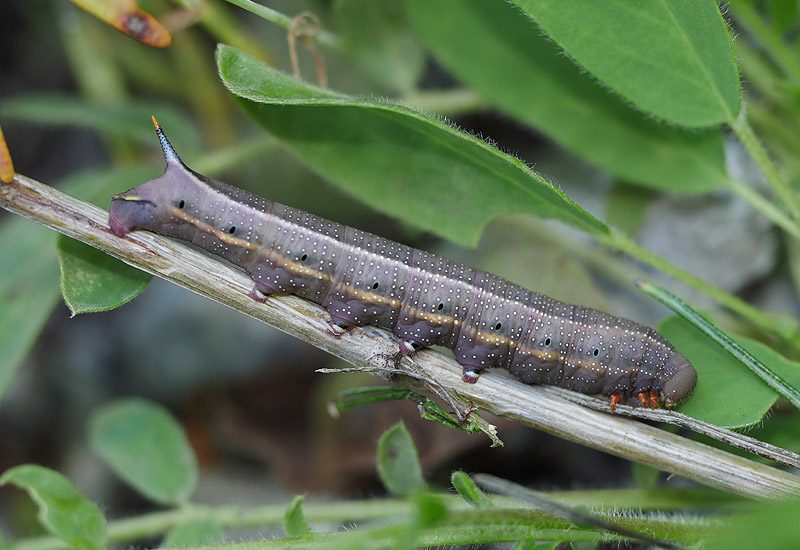 macroglossum-stellatarum