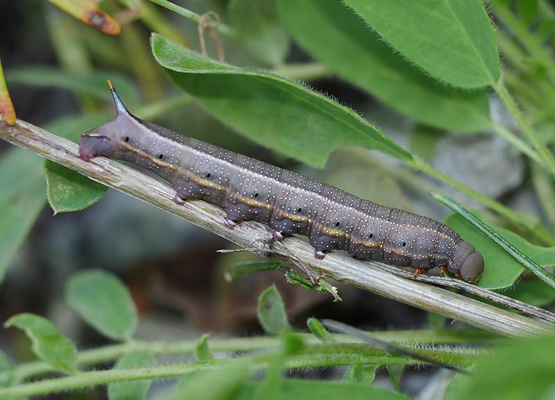 macroglossum-stellatarum