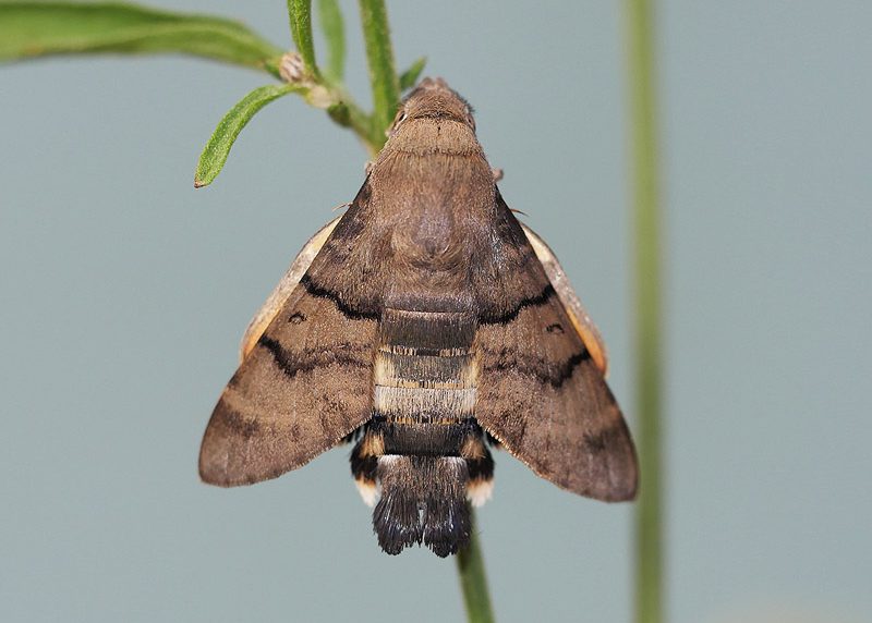 macroglossum-stellatarum