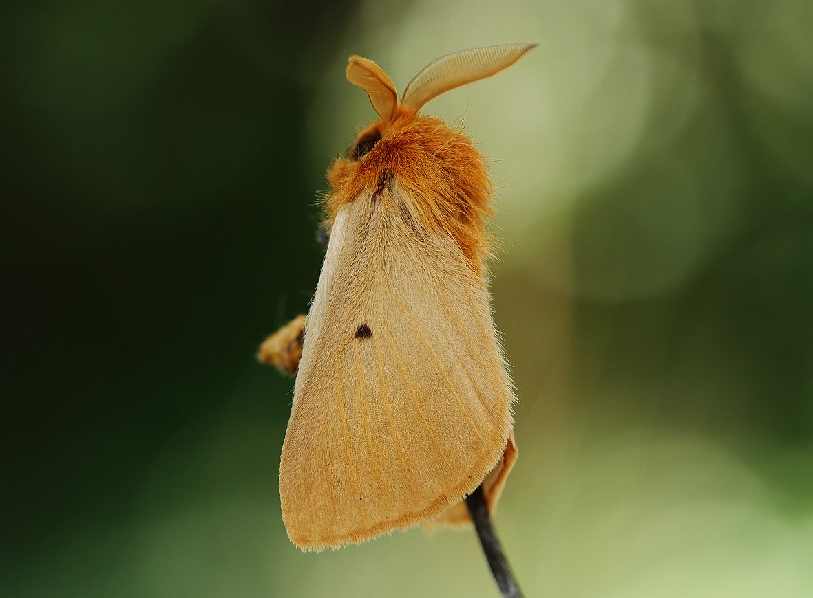 lemonia-strigata