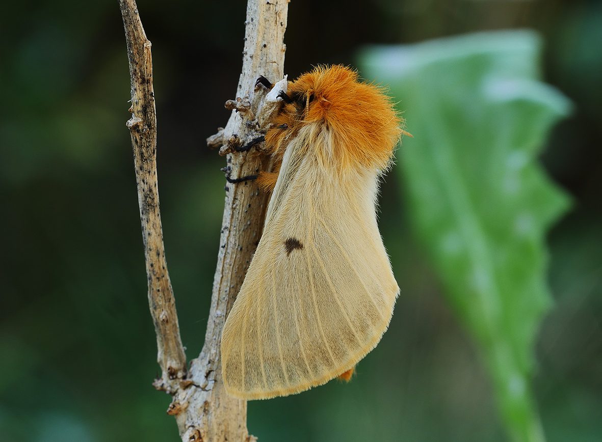 lemonia-strigata