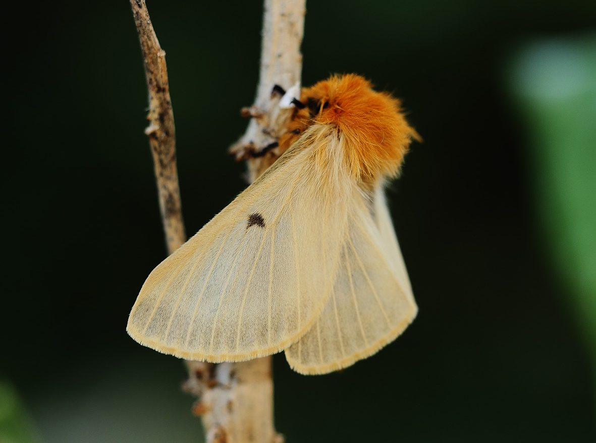 lemonia-strigata