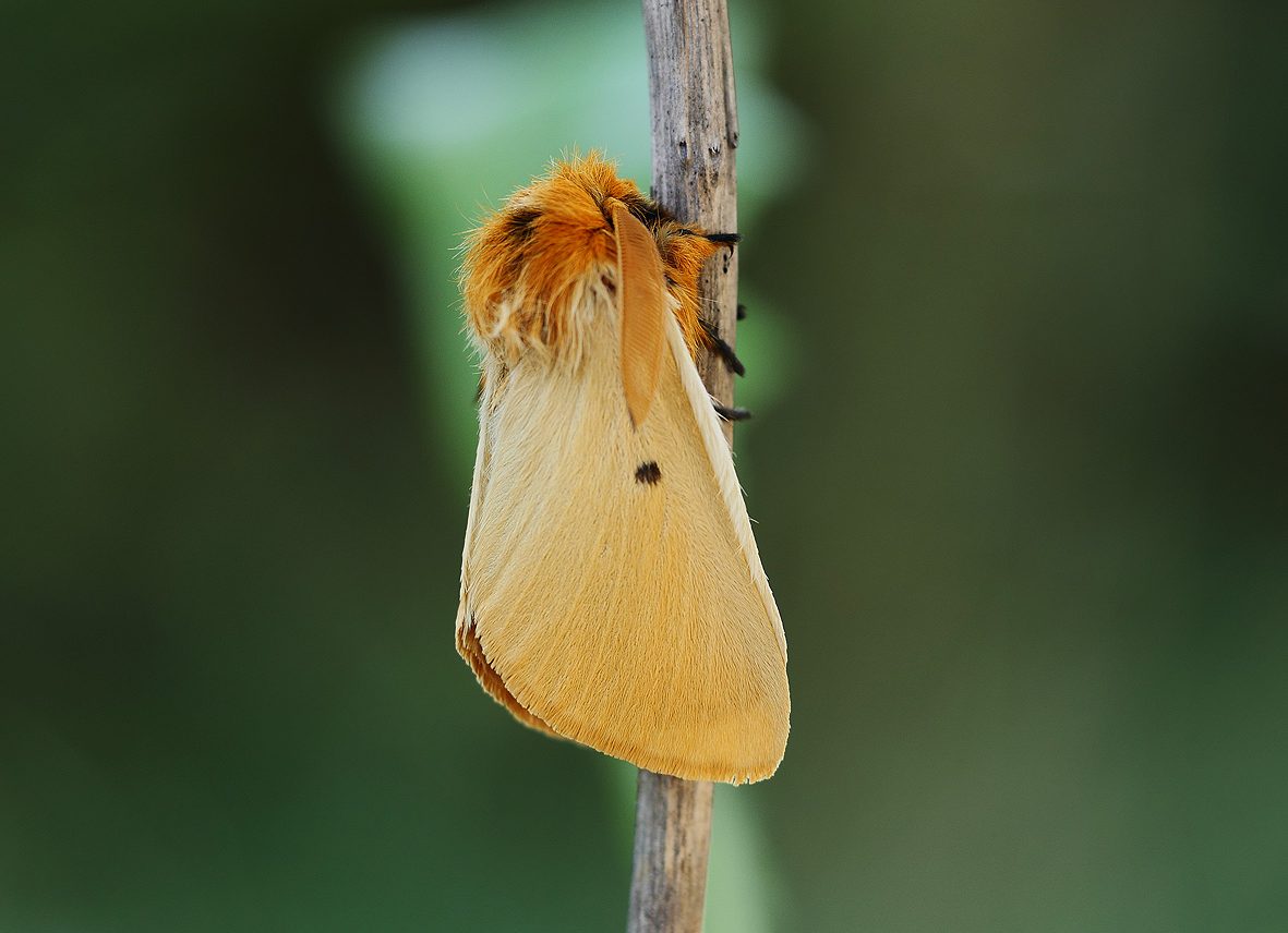 lemonia-strigata