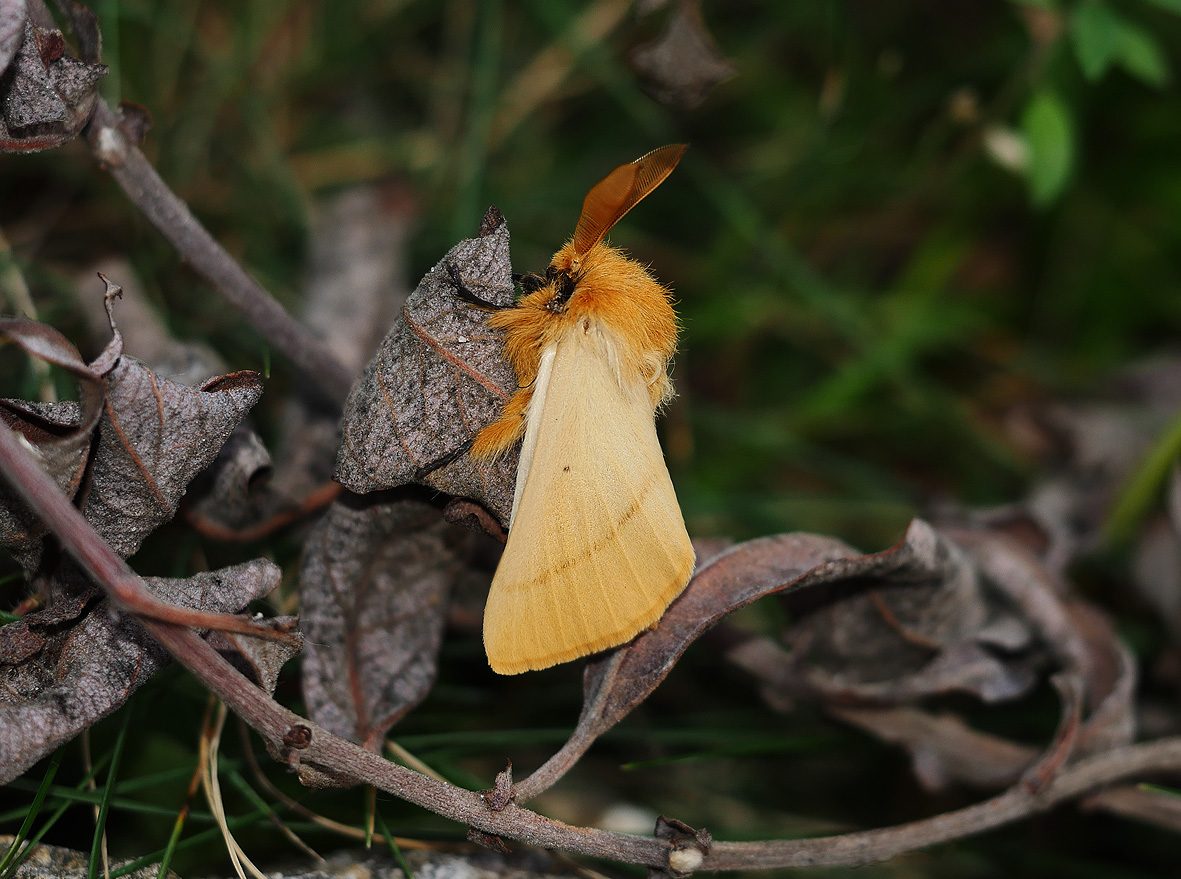 lemonia-strigata