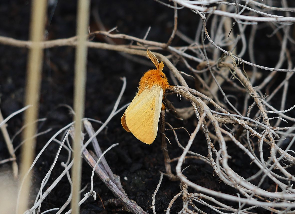 lemonia-strigata