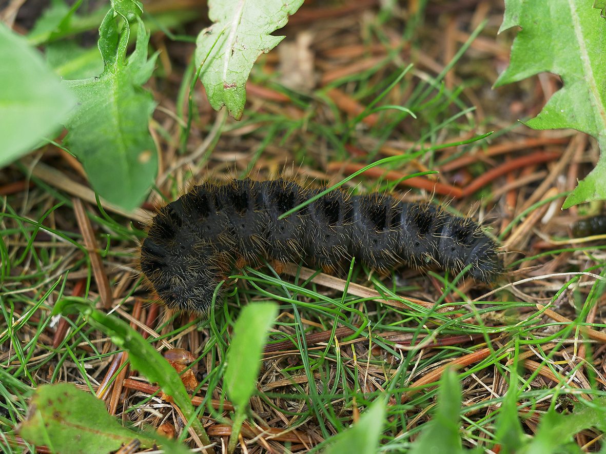 lemonia-strigata