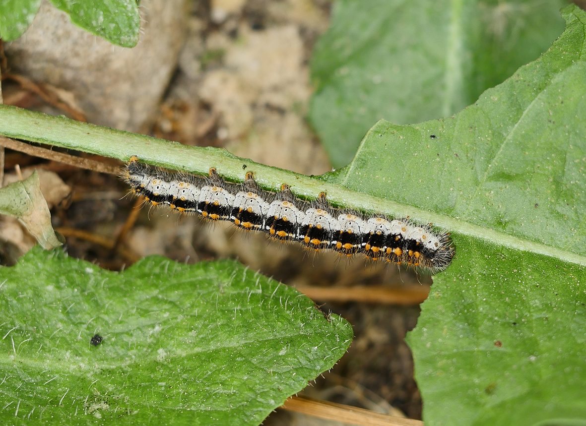 lemonia-strigata