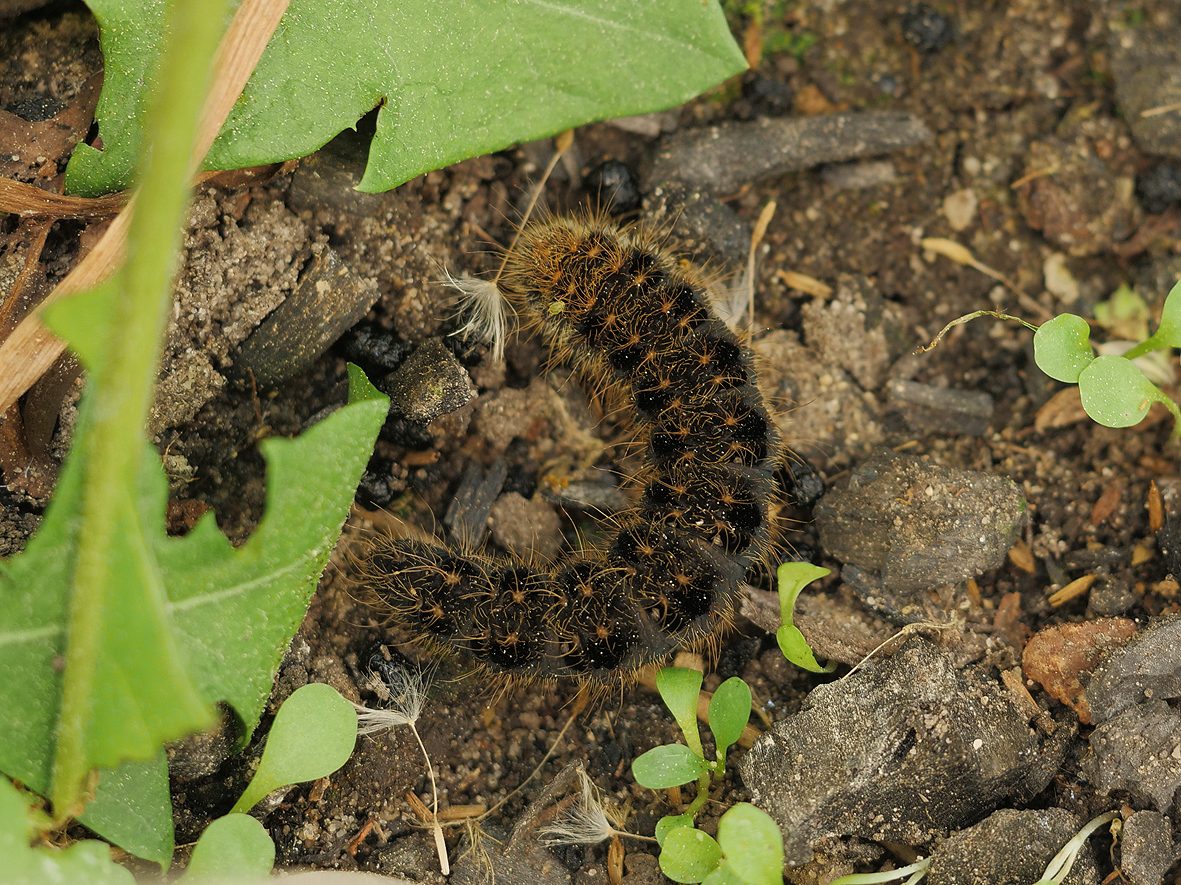 lemonia-strigata