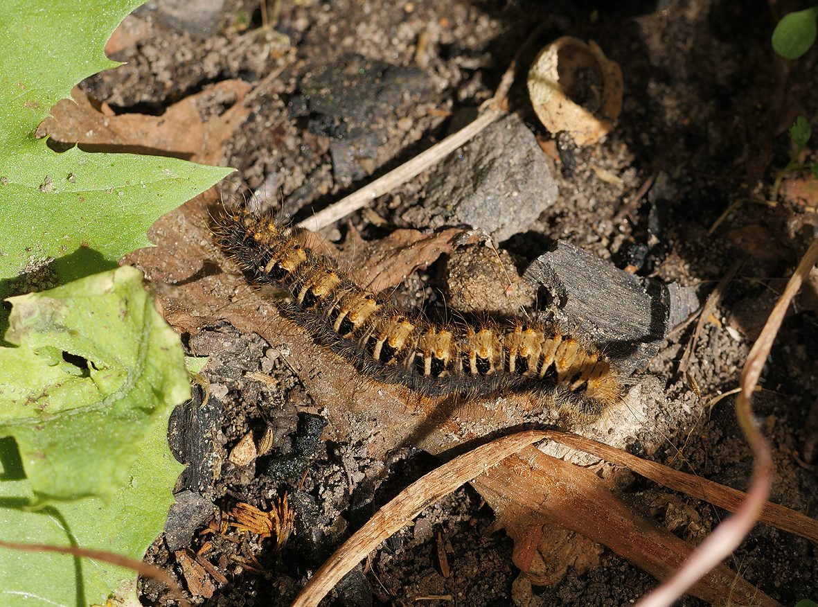 lemonia-strigata