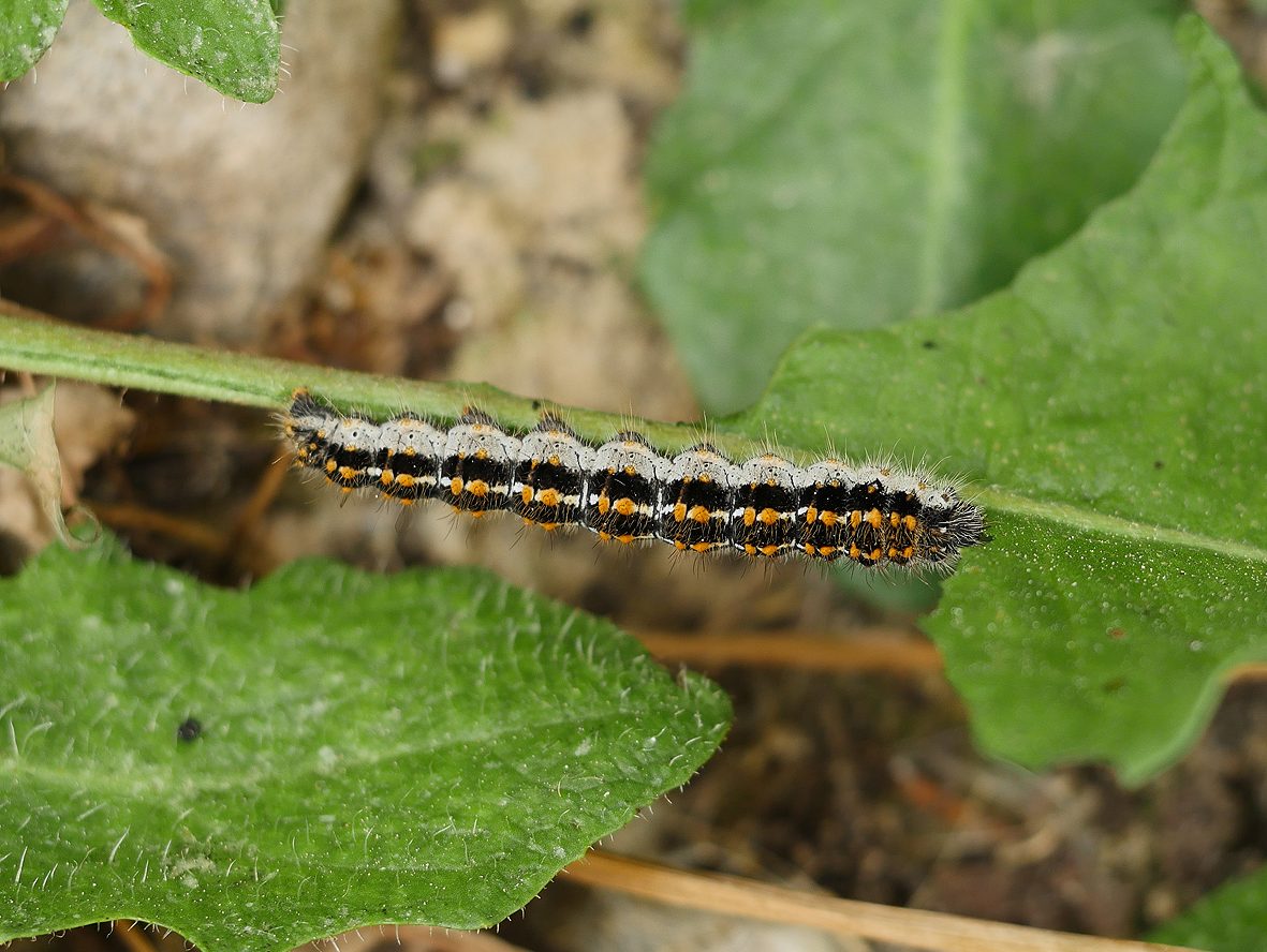 lemonia-strigata