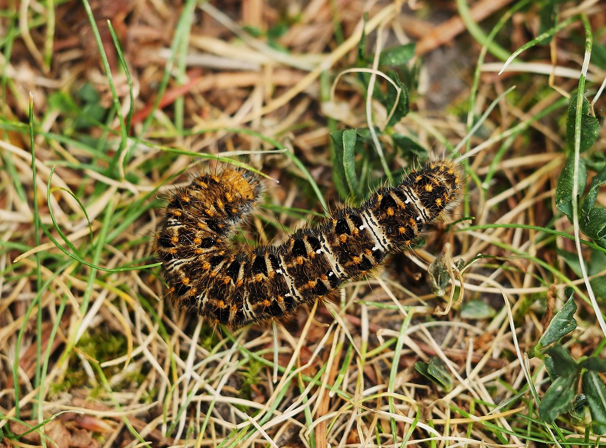 lemonia-strigata