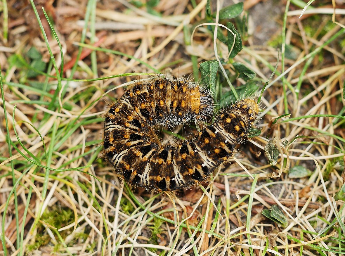 lemonia-strigata