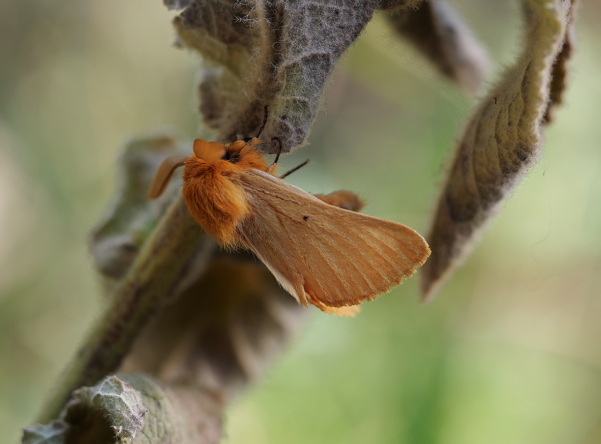 imago - samec lemonia-taraxaci