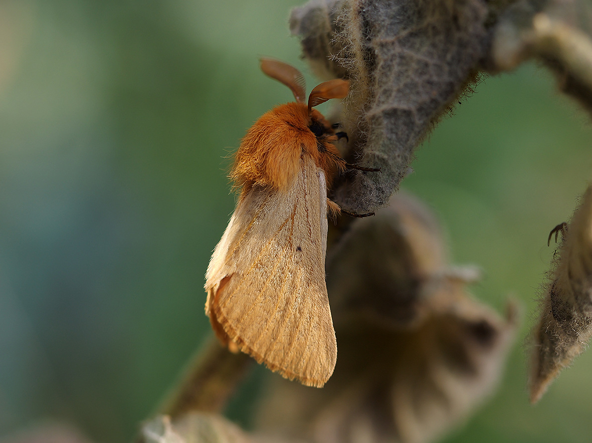 imago - samec lemonia-taraxaci