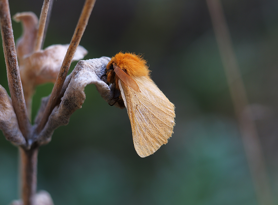 imago - samec lemonia-taraxaci
