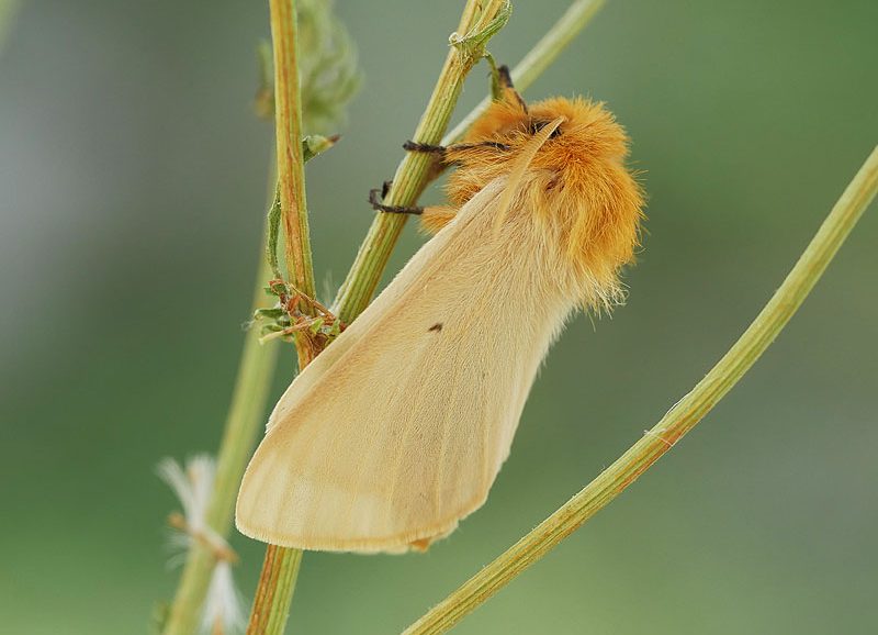 lemonia-taraxaci