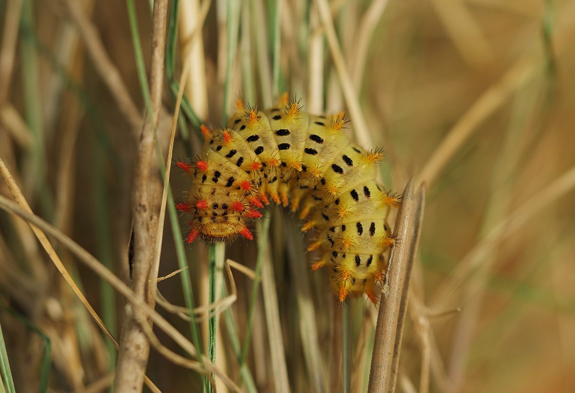 zerynthia-rumina-tarrieri